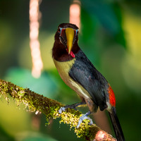 Green aracari
