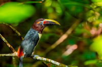 Green aracari