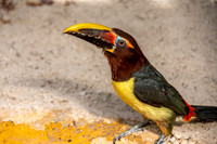 Green aracari