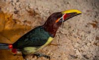Green aracari