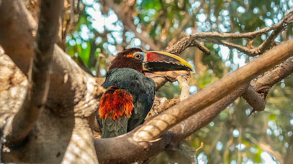 Green aracari