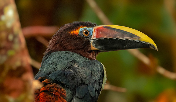 Green aracari