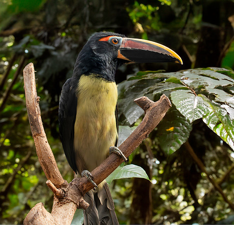 Green aracari