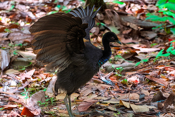 Grey winged trumpeter