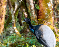 Grey winged trumpeter