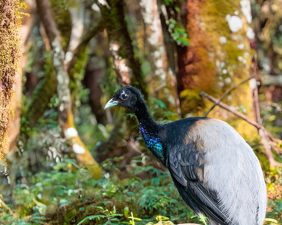 Grey winged trumpeter