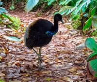 Grey winged trumpeter