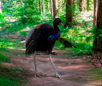 Grey winged trumpeter
