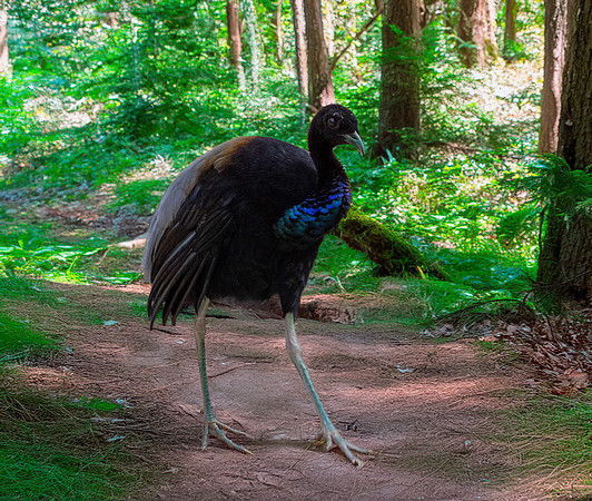 Grey winged trumpeter