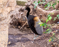 Grey winged trumpeter