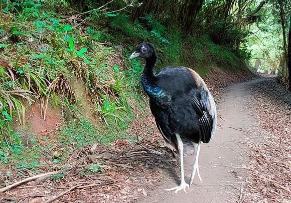 Grey winged trumpeter