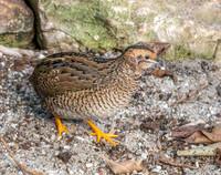 King quail