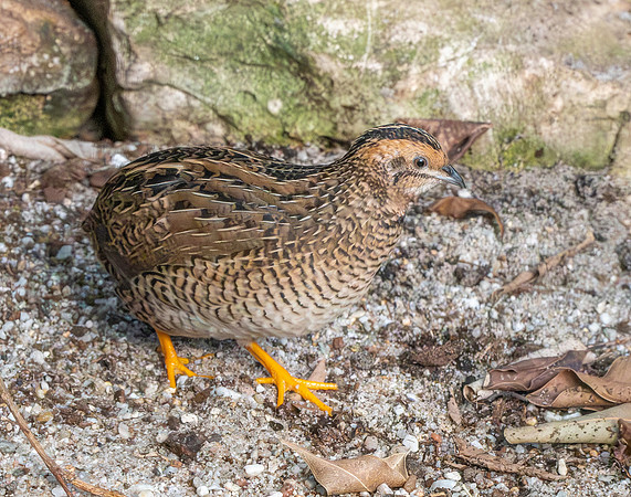 King quail