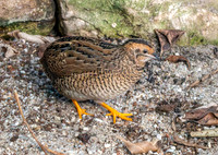 King quail