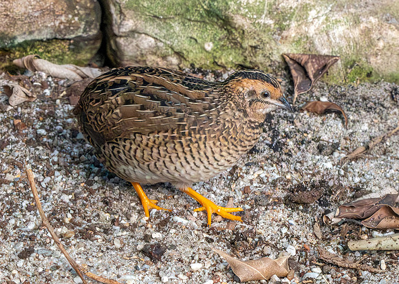 King quail