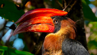 Luzon rufous hornbill