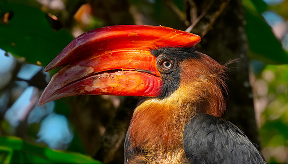 Luzon rufous hornbill