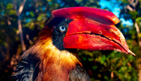 Luzon rufous hornbill