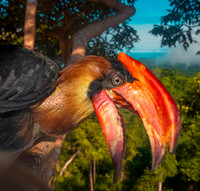Luzon rufous hornbill