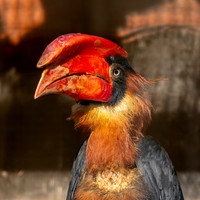 Luzon rufous hornbill