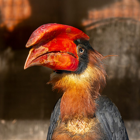 Luzon rufous hornbill
