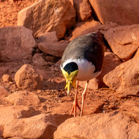 Masked plover / masked lapwing