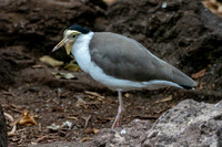 Masked plover / masked lapwing