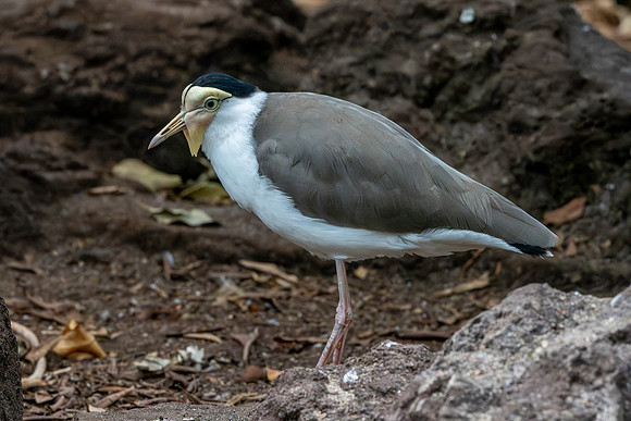 Masked plover / masked lapwing