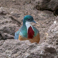 Mindanao bleeding heart pigeon