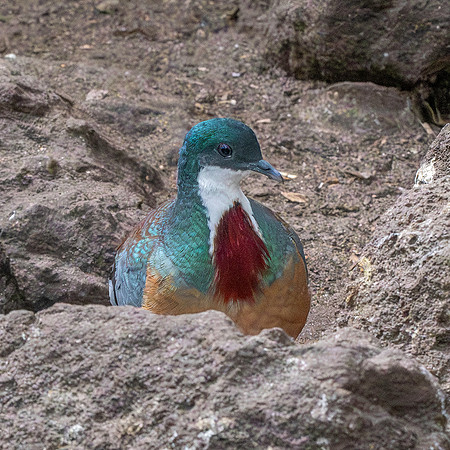 Mindanao bleeding heart pigeon