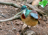 Mindanao bleeding heart pigeon