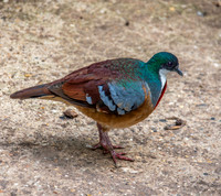 Mindanao bleeding heart pigeon