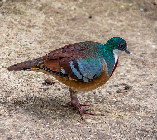 Mindanao bleeding heart pigeon