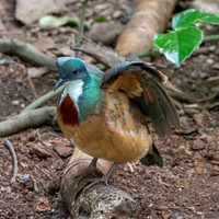 Mindanao bleeding heart pigeon