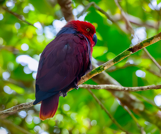 Moluccan eclectus, female