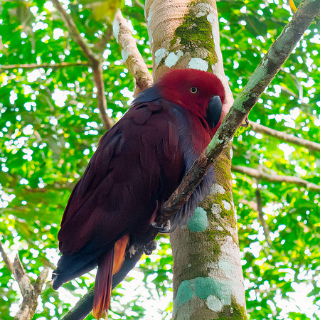 Moluccan eclectus, female