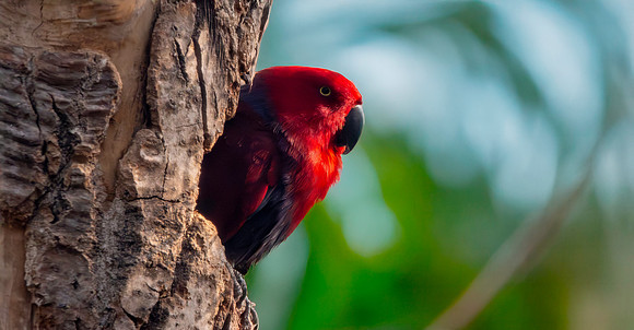 Moluccan eclectus, female