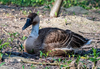 Swan goose