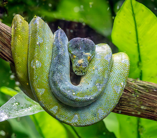 Green tree python