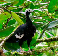 Blue throated piping guan