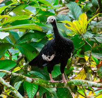 Blue throated piping guan