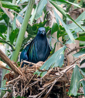 Nicobar pigeon