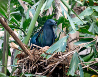 Nicobar pigeon