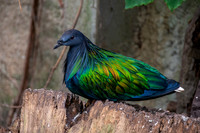 Nicobar pigeon