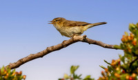 Chiffchaff