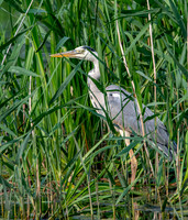 Grey heron