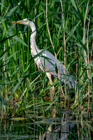 Grey heron