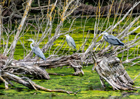 Grey heron