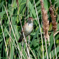Reed warbler