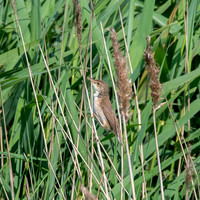 Reed warbler
